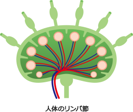 人体のリンパ節