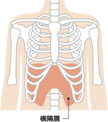 横隔膜